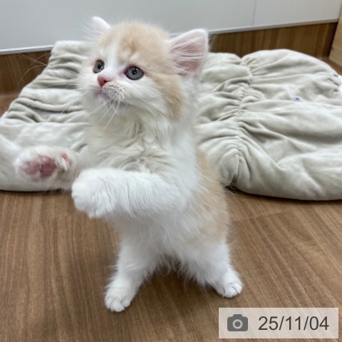 スコティッシュフォールドの写真