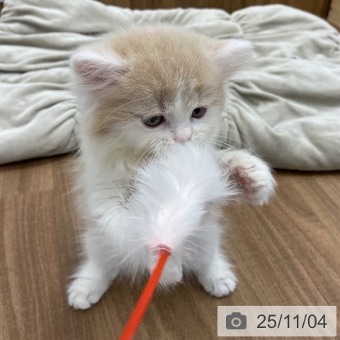 スコティッシュフォールドの写真