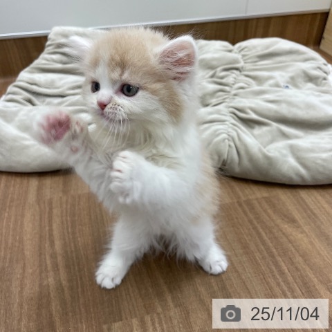 スコティッシュフォールドの写真