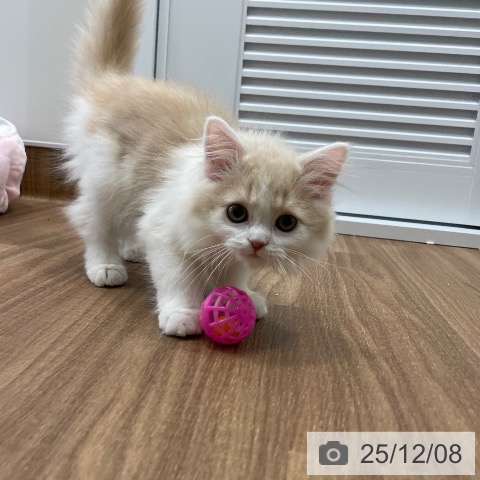 茨城県のスコティッシュフォールド (ペッツワン つくば店/2025年9月2日生まれ/男の子/クリームタビーホワイト)の子猫の4枚目の画像