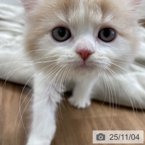 スコティッシュフォールドの写真