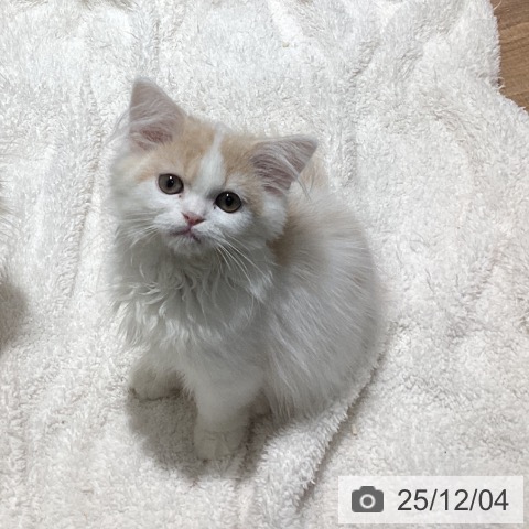 東京都のスコティッシュフォールド (ペッツワン 青梅インター店/2025年9月2日生まれ/男の子/クリームタビーホワイト)の子猫の4枚目の画像