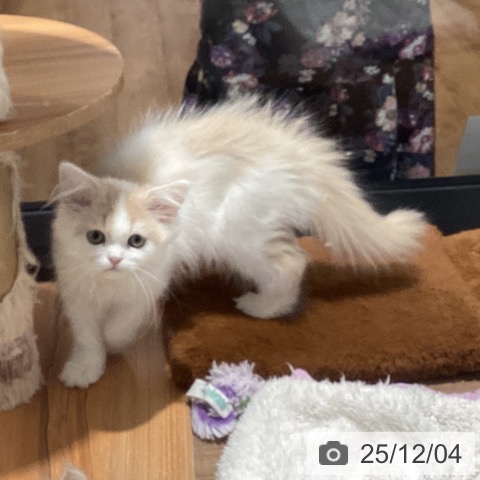 東京都のスコティッシュフォールド (ペッツワン 青梅インター店/2025年9月2日生まれ/男の子/クリームタビーホワイト)の子猫の3枚目の画像