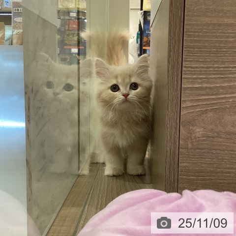 スコティッシュフォールドの写真