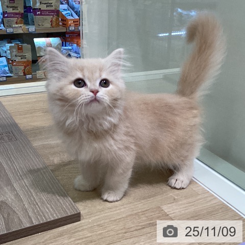 スコティッシュフォールドの写真