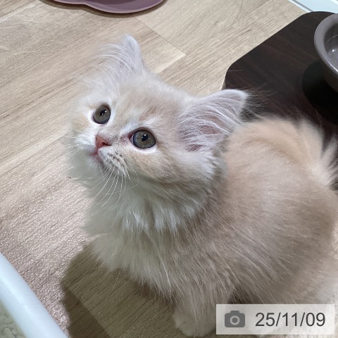 スコティッシュフォールドの写真