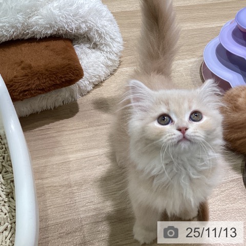 スコティッシュフォールドの写真