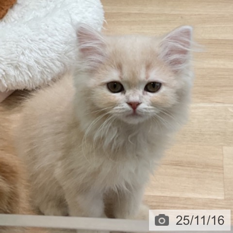 スコティッシュフォールドの写真