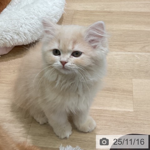 スコティッシュフォールドの写真