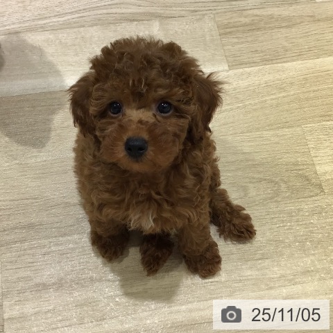 長野県のトイプードル(トイ) (ペットプラス 長野店/2025年9月4日生まれ/男の子/レッド)の子犬の4枚目の画像