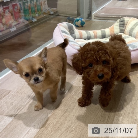 長野県のトイプードル(トイ) (ペットプラス 長野店/2025年9月4日生まれ/男の子/レッド)の子犬の3枚目の画像