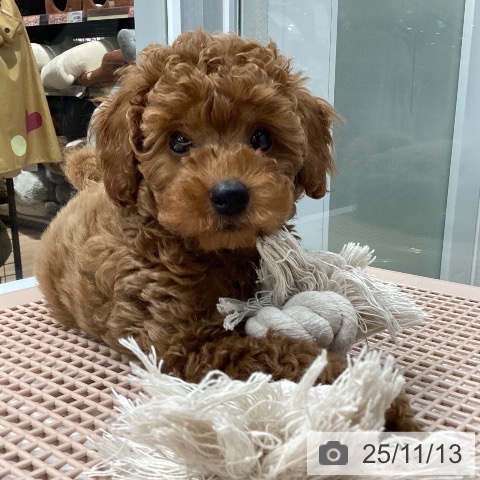 神奈川県のトイプードル(トイ) (ペットプラス 天王町店/2025年9月4日生まれ/男の子/レッド)の子犬の3枚目の画像