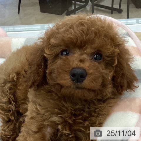 トイ・プードルの写真