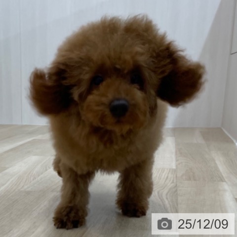 神奈川県のトイプードル(トイ) (ペットプラス 相模原並木店/2025年9月3日生まれ/女の子/レッド)の子犬の4枚目の画像