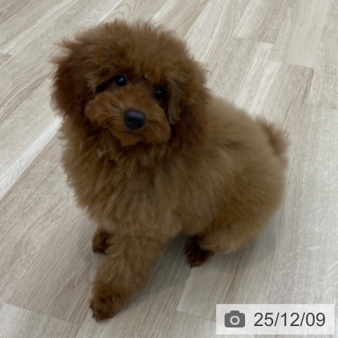 神奈川県のトイプードル(トイ) (ペットプラス 相模原並木店/2025年9月3日生まれ/女の子/レッド)の子犬の3枚目の画像