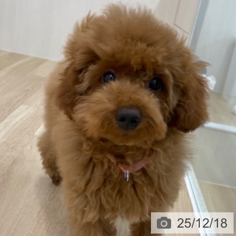 神奈川県のトイプードル(トイ) (ペットプラス 相模原並木店/2025年9月3日生まれ/女の子/レッド)の子犬の3枚目の画像