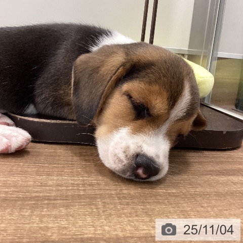 ビーグルの写真