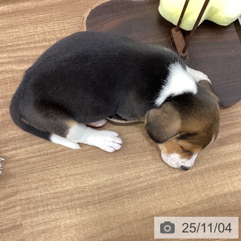 ビーグルの写真