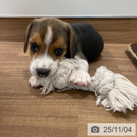 ビーグルの写真