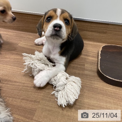 ビーグルの写真