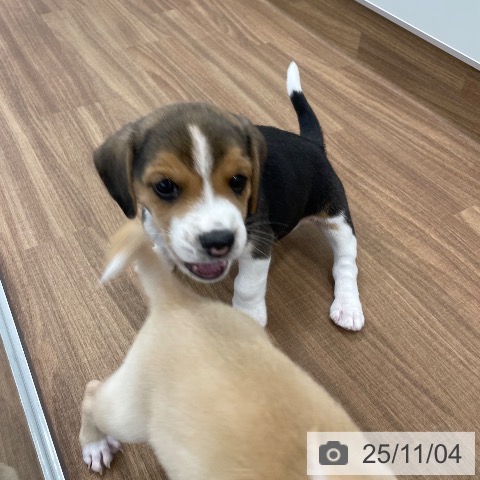 ビーグルの写真