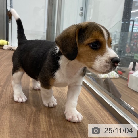 ビーグルの写真