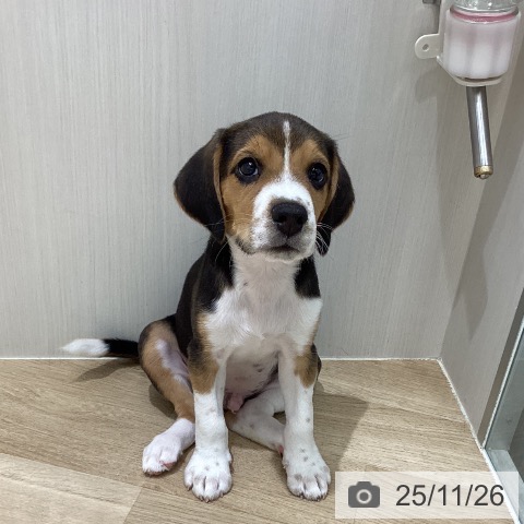 岩手県のビーグル (ペットプラス 盛岡南店/2025年9月2日生まれ/男の子/ブラックタンホワイト)の子犬の4枚目の画像