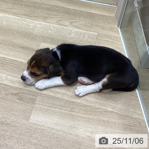 岩手県のビーグル (ペットプラス 盛岡南店/2025年9月2日生まれ/男の子/ブラックタンホワイト)の子犬の3枚目の画像