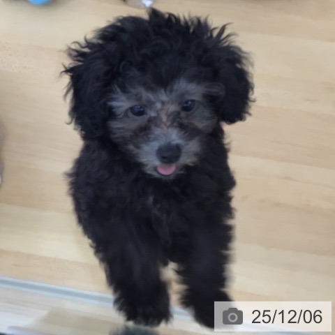 青森県のトイプードル(トイ) (ペットプラス 青森浜田店/2025年8月31日生まれ/男の子/シルバー)の子犬の4枚目の画像