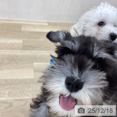 山梨県のミニチュアシュナウザー (ペットプラス 甲府国母店/2025年8月31日生まれ/女の子/ブラックシルバー)の子犬の3枚目の画像