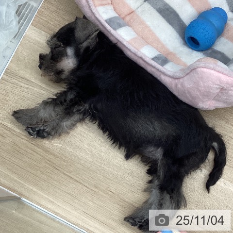 ミニチュア・シュナウザーの写真