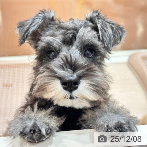 千葉県のミニチュアシュナウザー (ペットプラス ユーカリが丘店/2025年9月4日生まれ/女の子/ソルトペッパー)の子犬の4枚目の画像