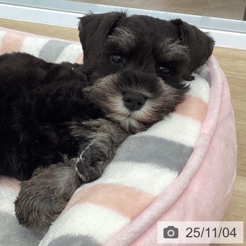 ミニチュア・シュナウザーの写真