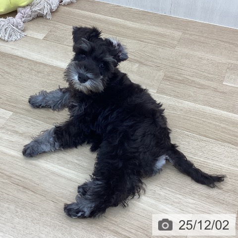 神奈川県のミニチュアシュナウザー (ペットプラス 相模原並木店/2025年9月4日生まれ/女の子/ブラックシルバー)の子犬の4枚目の画像