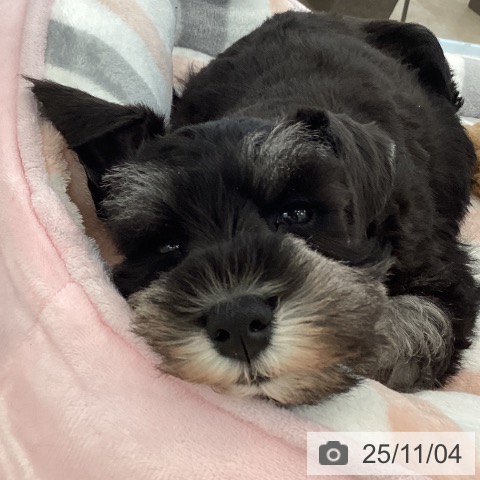 ミニチュア・シュナウザーの写真