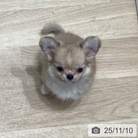 宮城県のチワワ(ロング) (ペットプラス 名取店/2025年9月2日生まれ/男の子/フォーンホワイト)の子犬の4枚目の画像