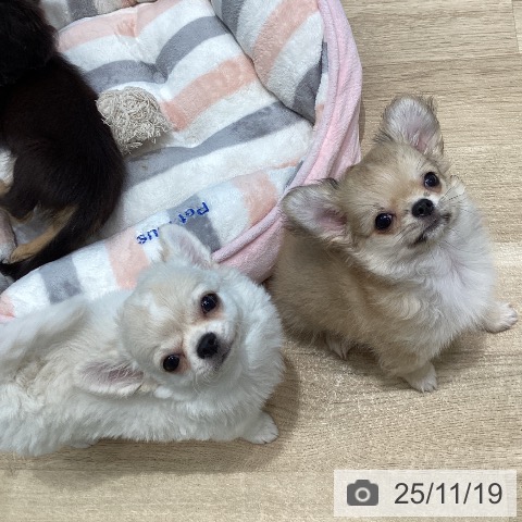 宮城県のチワワ(ロング) (ペットプラス 名取店/2025年9月2日生まれ/男の子/フォーンホワイト)の子犬の3枚目の画像