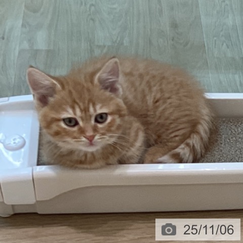 ミヌエットの写真