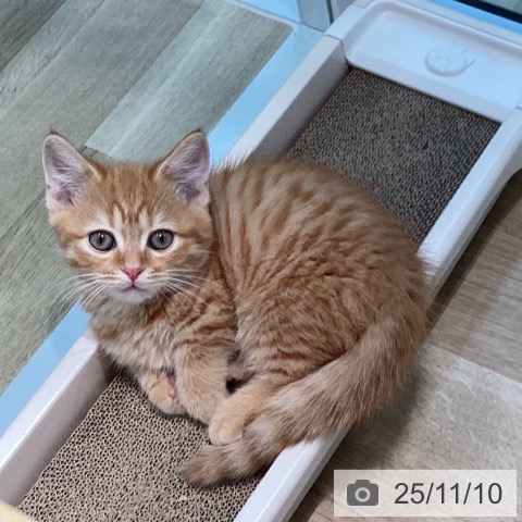 ミヌエットの写真