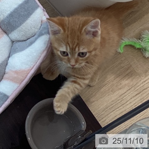 ミヌエットの写真