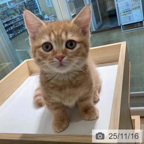 ミヌエットの写真