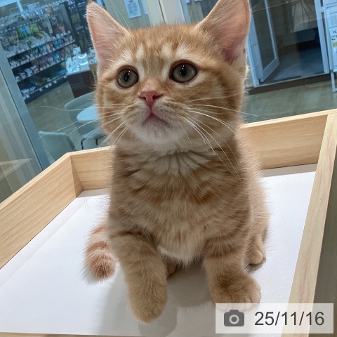 ミヌエットの写真