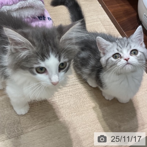 神奈川県のミヌエット (ペットプラス 天王町店/2025年8月23日生まれ/女の子/シルバータビー)の子猫の4枚目の画像