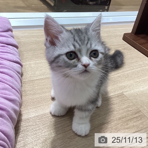 神奈川県のミヌエット (ペットプラス 天王町店/2025年8月23日生まれ/女の子/シルバータビー)の子猫の3枚目の画像