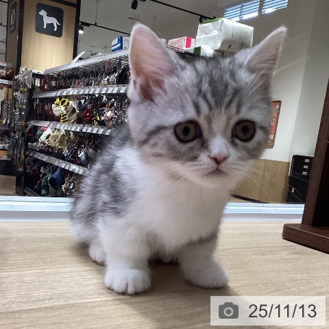 神奈川県のミヌエット (ペットプラス 天王町店/2025年8月23日生まれ/女の子/シルバータビー)の子猫の3枚目の画像