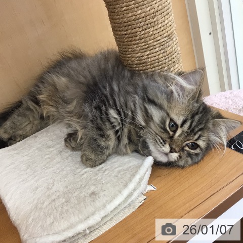 青森県のミヌエット (ペットプラス 青森浜田店/2025年8月23日生まれ/女の子/シェーデットゴールデン)の子猫の4枚目の画像