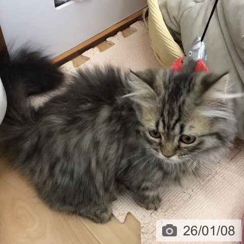 青森県のミヌエット (ペットプラス 青森浜田店/2025年8月23日生まれ/女の子/シェーデットゴールデン)の子猫の3枚目の画像