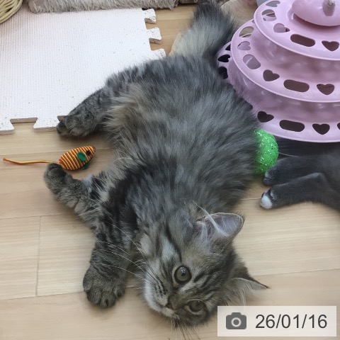 青森県のミヌエット (ペットプラス 青森浜田店/2025年8月23日生まれ/女の子/シェーデットゴールデン)の子猫の4枚目の画像