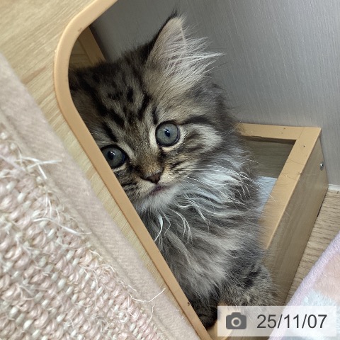 岩手県のミヌエット (ペットプラス 盛岡南店/2025年8月23日生まれ/女の子/シェーデットゴールデン)の子猫の4枚目の画像