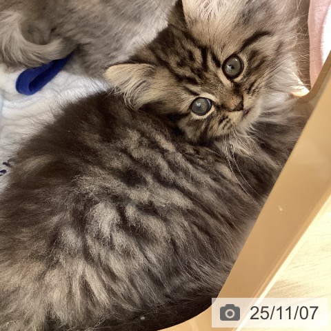 岩手県のミヌエット (ペットプラス 盛岡南店/2025年8月23日生まれ/女の子/シェーデットゴールデン)の子猫の3枚目の画像